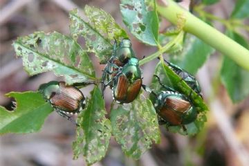 Popilia Japonica - Piano d'azione 2026